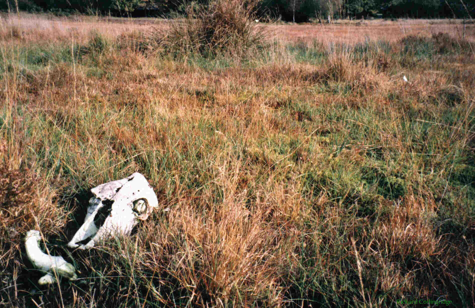 Skull of cow mired in bog showing nutrient effects