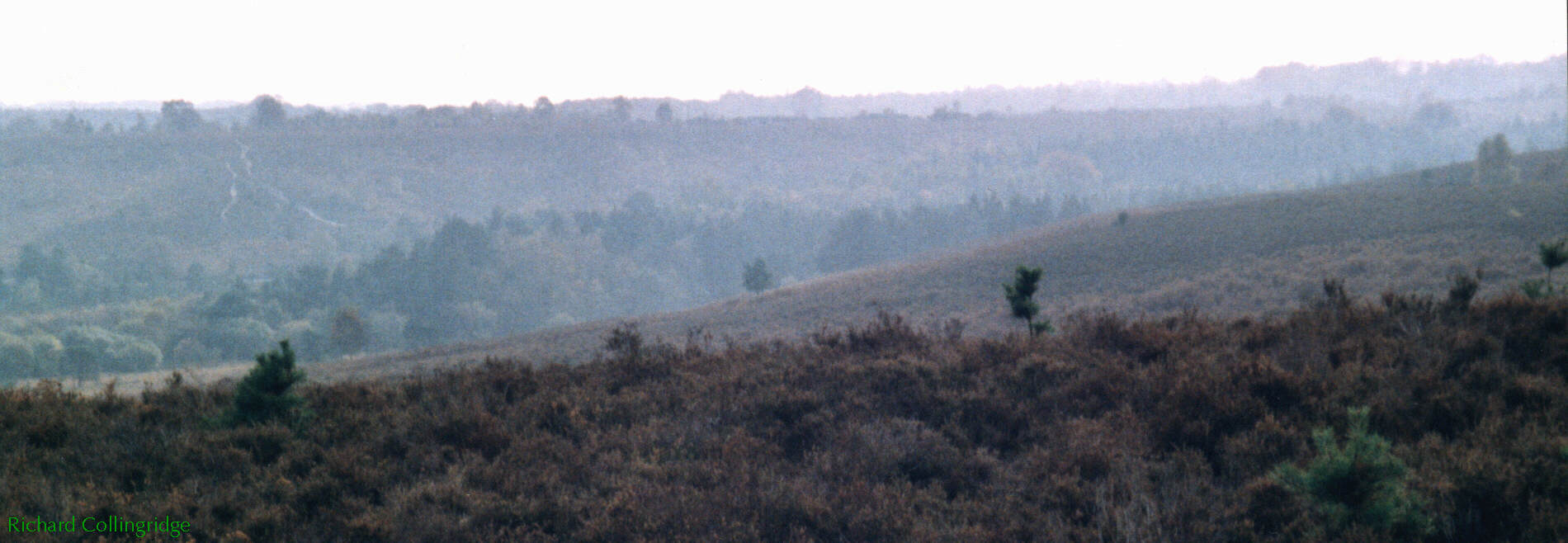 Rockford Common, continuous with the New Forest