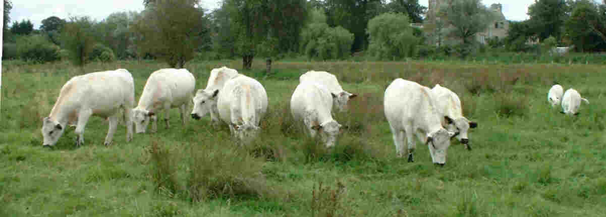 The herd at Burgate Manor water meadows