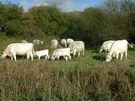 
The herd tackling marsh